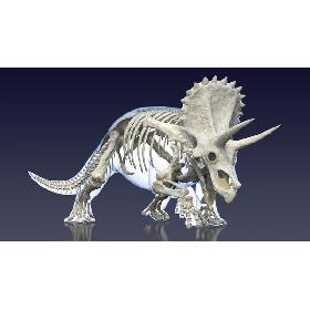 Triceratops Skeleton with Transparent Skin Rigged 3D model